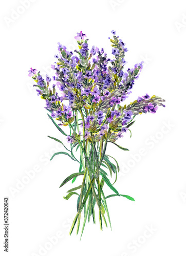 Lavender flowers bouquet. Watercolor floral botanical illustration