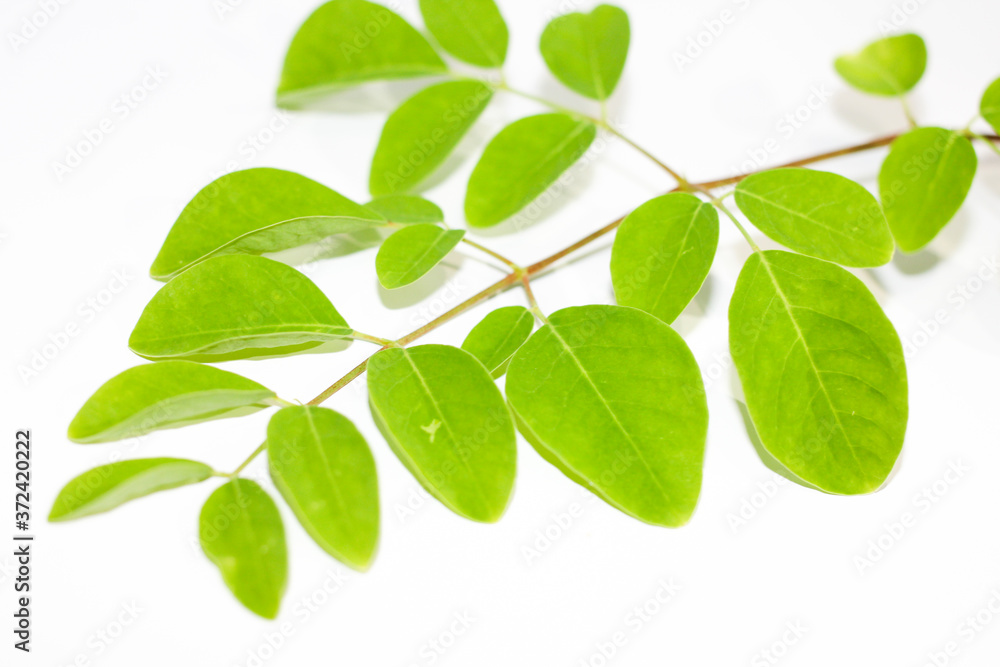 Moringa leaf