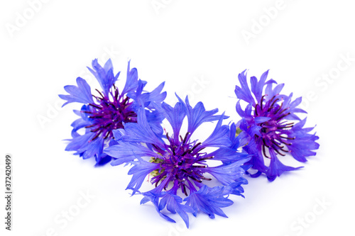 Blue cornflowers  summer flowers on white background  floral background  beautiful small cornflowers close up