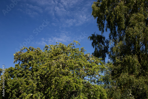 Tree Foliage Against a Bright Summer Sky