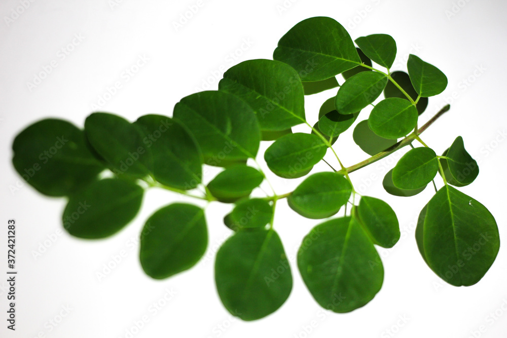 Moringa leaf Moringa leaf