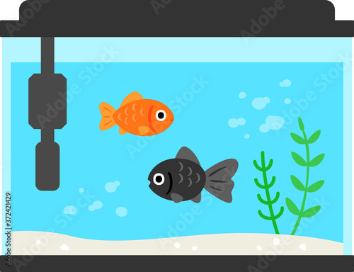 水槽の中で泳ぐ金魚