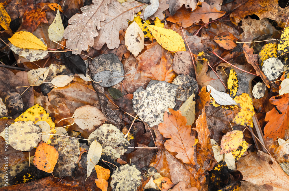 Dry fallen autumn leaves lay on the ground Dry fallen autumn leaves lay on the ground