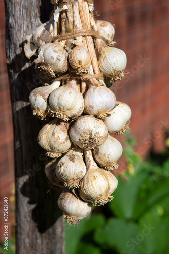 Garlic tied in a pigtail.
 Garlic is one of the most popular garden crops. Onions are used as a seasoning in the canning industry, for salads, mushrooms, vegetable and meat dishes, as well as as an ap