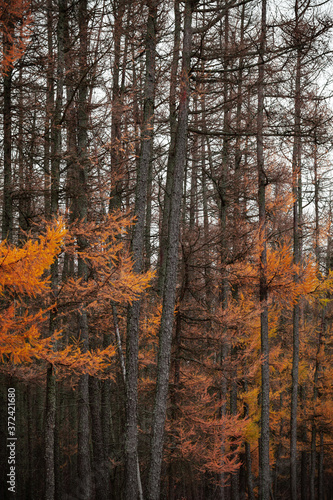 Vertical autumn forest background with larch trees