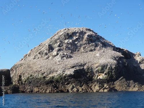 Les 7 Iles, Réserve ornithologique, , Fous de Basson, Perros Guirec, Bretagne, France