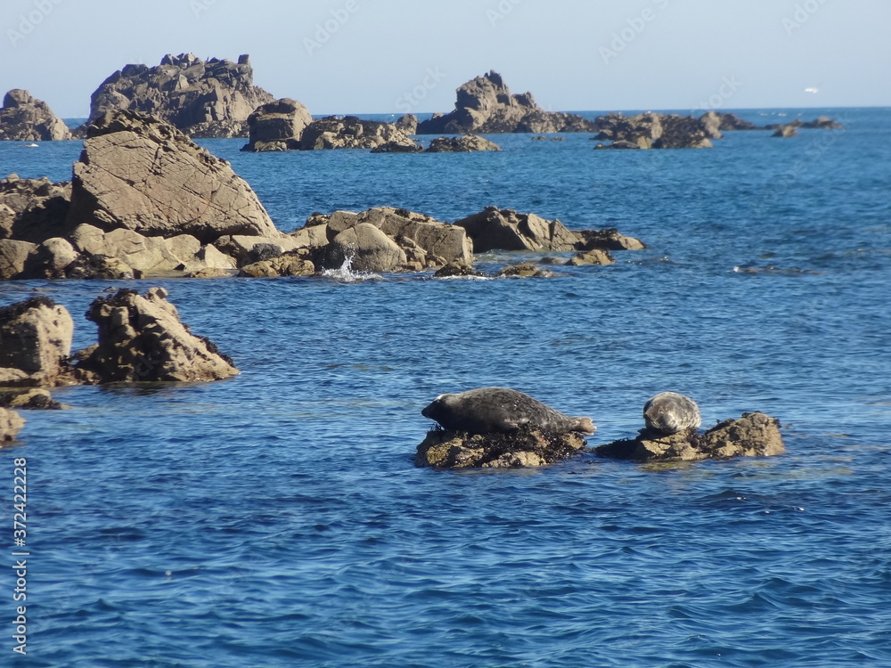Phoques, Les 7 Iles, Réserve ornithologique, , Perros Guirec, Bretagne, France Phoques, Les 7 Iles, Réserve ornithologique, , Perros Guirec, Bretagne, France