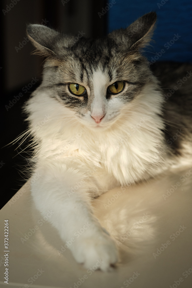 Fototapeta premium fluffy cat lying