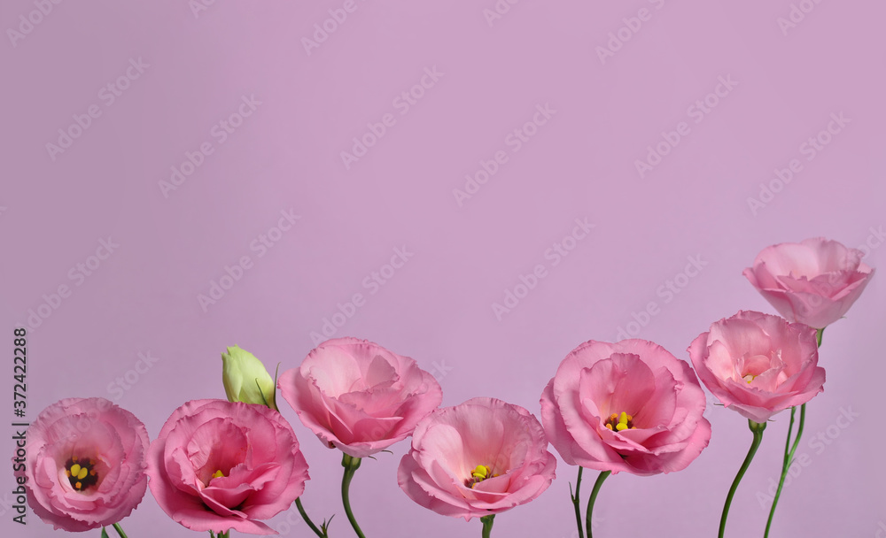 Beautiful flower composition of pink eustoma on pink background. Floral background. Valentines day. Happy birthday. Beautiful flower composition of pink eustoma on pink background. Floral background. Valentines day. Happy birthday.