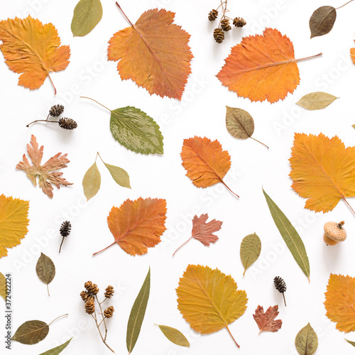 Autumn pattern. Colorful leaves on white background. 