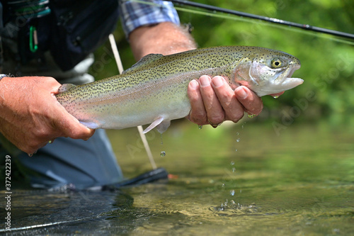 Obraz na płótnie beautiful rainbow trout caught by fly by a sport fisherman