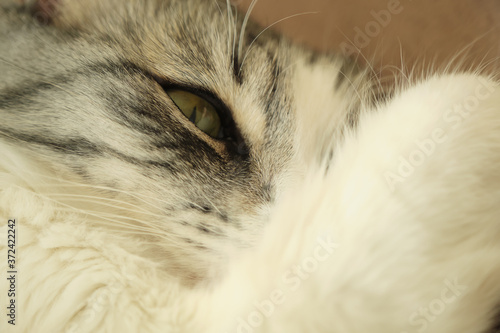fluffy cat closeup