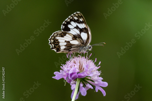 butterfly pollinating a flower, Aragon Valley, Jacetania, Huesca, Spain © Tolo
