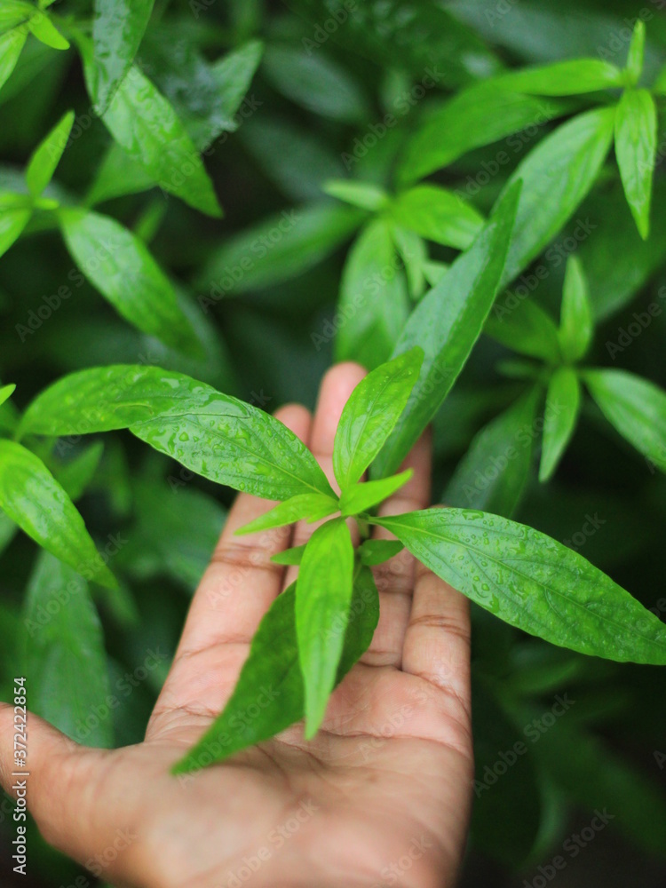 kaalmegh (Andrographis paniculata) is known as green chiretta kaalmegh (Andrographis paniculata) is known as green chiretta