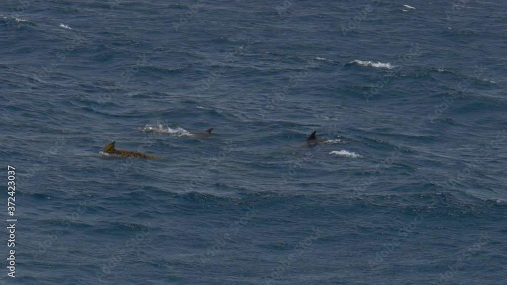 Dolphins jumping out of the water in free wilderness, Red Sea, Egypt, Slow Motion, Medium Shot Dolphins jumping out of the water in free wilderness, Red Sea, Egypt, Slow Motion, Medium Shot