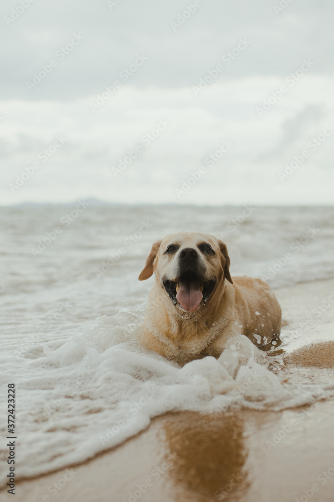 The Cute Labrador Retriever playing on the beach, Pattaya beach, Thailand, new normal The Cute Labrador Retriever playing on the beach, Pattaya beach, Thailand, new normal