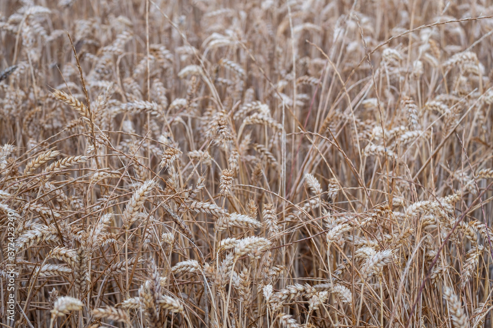 Fototapeta premium Askartza, Condado de Treviño, basque country, spain