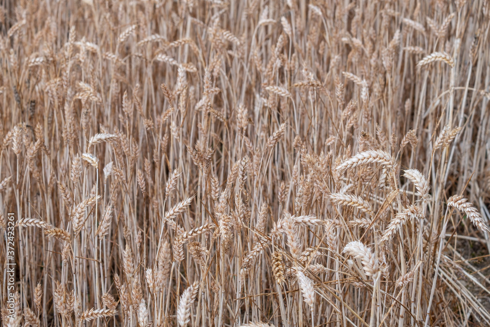 Fototapeta premium Askartza, Condado de Treviño, basque country, spain