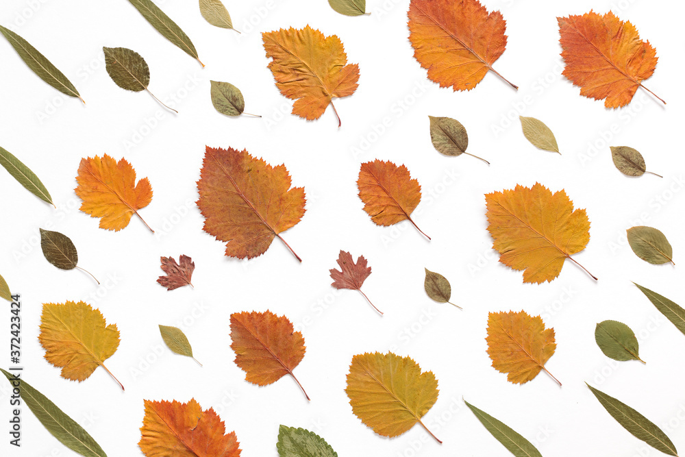 Obraz premium Pattern made of colorful fall leaves on white background.