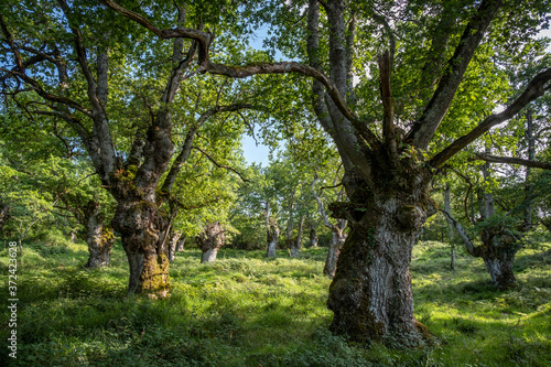 green route, forest of the Centennial Oaks, Munain and Okariz, Alava, basque country, spain