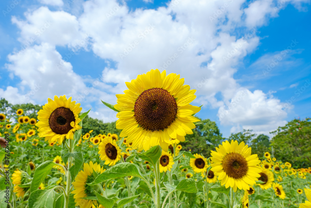 青空とひまわり畑と白い雲　夏イメージ　奈良県営馬見丘陵公園