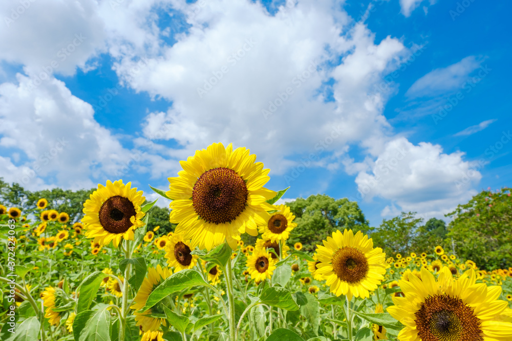 Obraz premium 青空とひまわり畑と白い雲 夏イメージ 奈良県営馬見丘陵公園