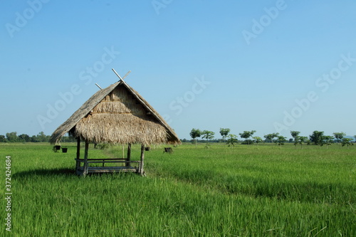 Fotografia Small brown hut made from bamboo in green rice field and bright blue sky in Thailand