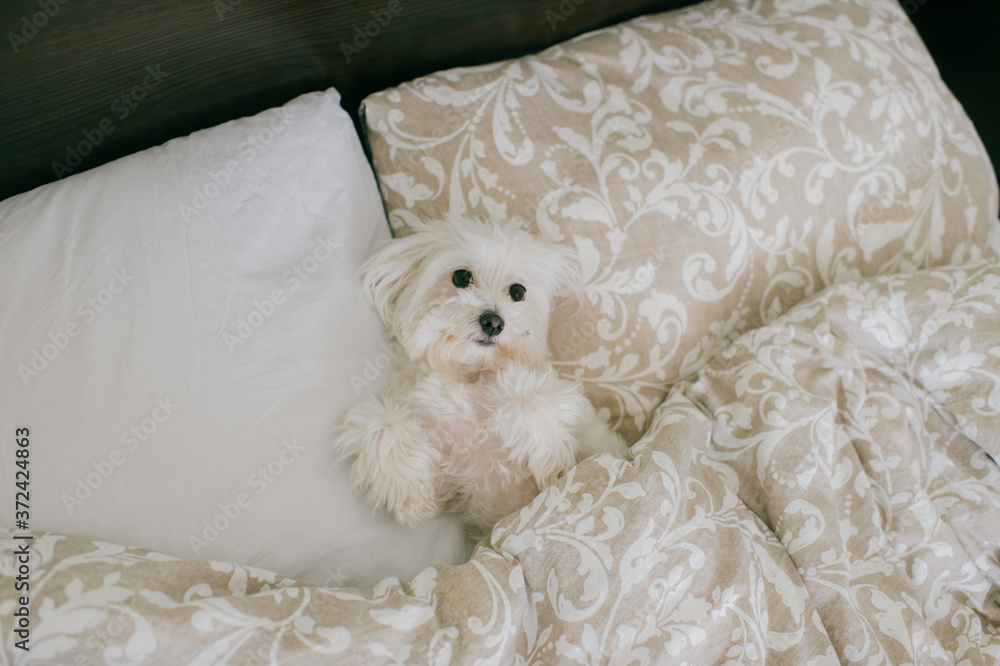 A beautiful little dog with a cute muzzle lies in the bed of its owners under a blanket A beautiful little dog with a cute muzzle lies in the bed of its owners under a blanket