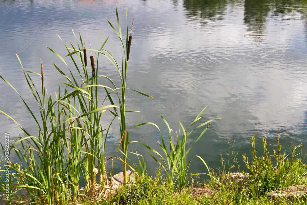 Bulrush, cattail or great reedmace Bulrush, cattail or great reedmace