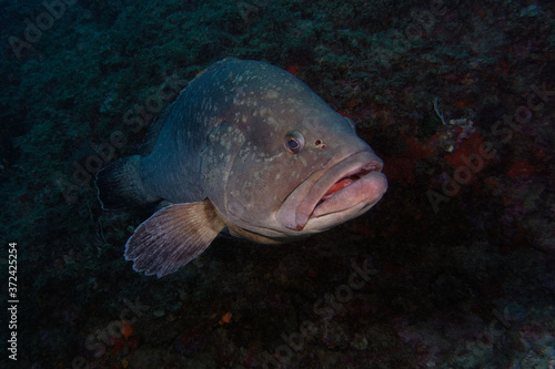 Dusky grouper (Epinephelus marginatus) in Mediterranean Sea