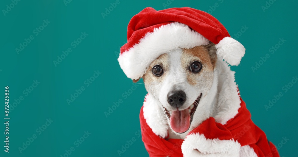 Christmas dog jack russell terrier smiling in santa costume on blue background