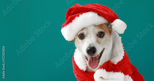 Christmas dog jack russell terrier smiling in santa costume on blue background © demphoto