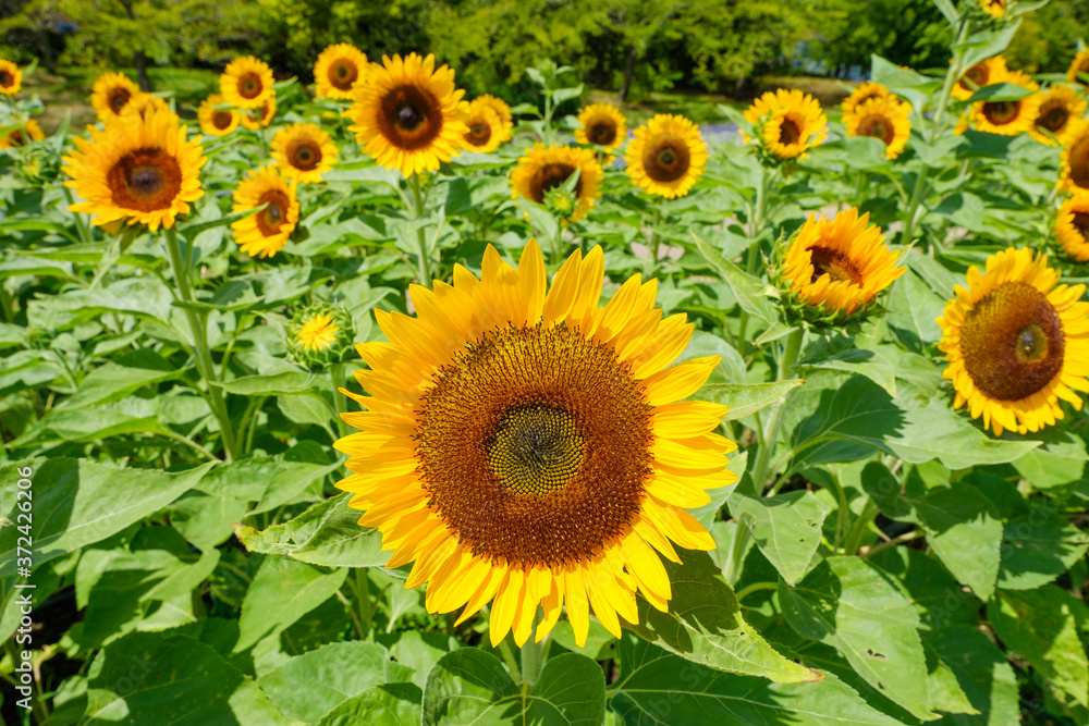 ひまわり畑 夏イメージ 公園 ひまわり畑 夏イメージ 公園