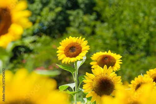 ひまわり畑　夏イメージ　公園