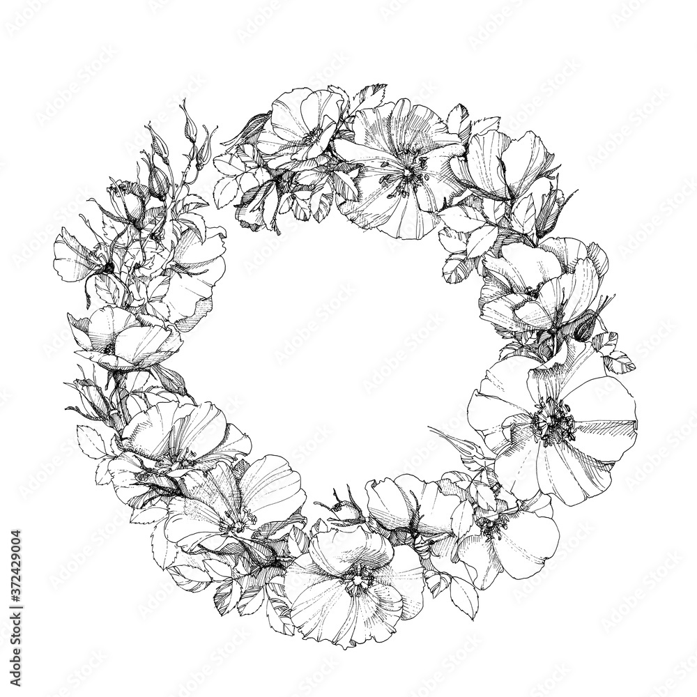 Hand-drawn ink wreath of a dog-rose branch with flowers leaves and buds. Isolated on white background Hand-drawn ink wreath of a dog-rose branch with flowers leaves and buds. Isolated on white background