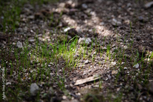 Close up of green lawn grass fresh new sprout with early spring light ray in the morning