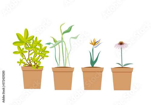 Macetas con plantas y flores en fondo blanco.