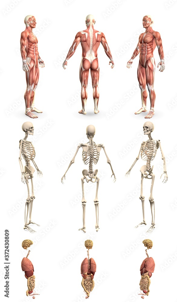 9 in 1, male body with skeleton and internal organs - anatomy concept for science - creative detailed medical 3D illustration isolated on white 9 in 1, male body with skeleton and internal organs - anatomy concept for science - creative detailed medical 3D illustration isolated on white