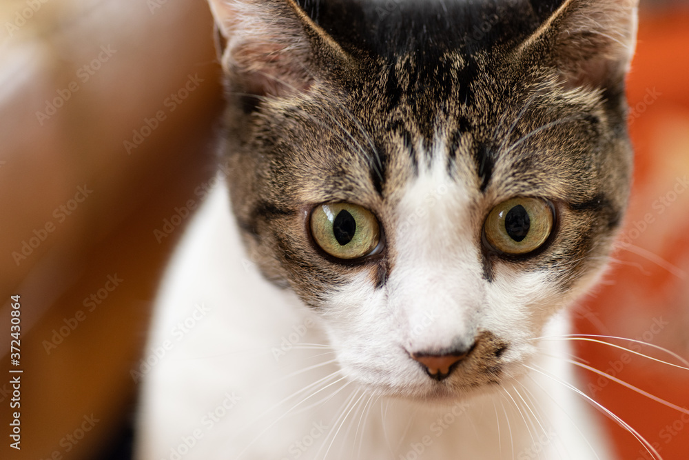 見つめる猫 キジトラ猫 見つめる猫 キジトラ猫