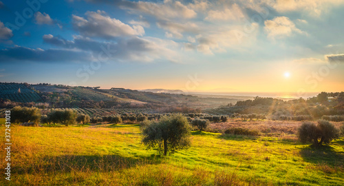 Maremma sunset panorama. Olive trees, countryside and sea on horizon. San Vincenzo, Tuscany, Italy. photo
