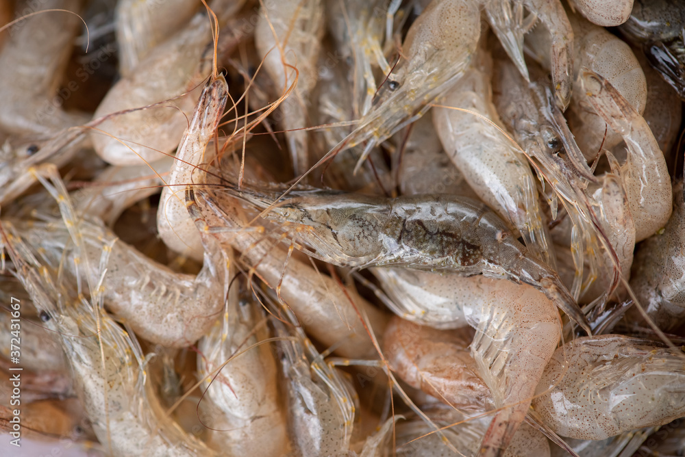 Lots of white shrimp. Shrimp random concept for healthy eating and lifestyle.