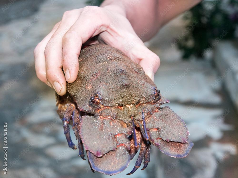 Slipper lobster or squat lobster fresh daily catch for sea food restaurant, hand of a fisherman holding sea creature Slipper lobster or squat lobster fresh daily catch for sea food restaurant, hand of a fisherman holding sea creature