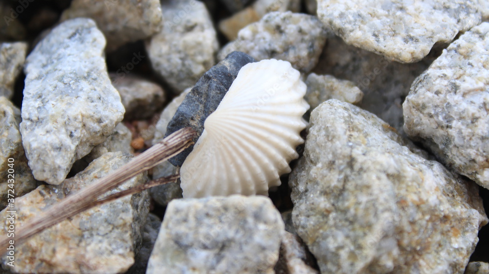 shells on the beach