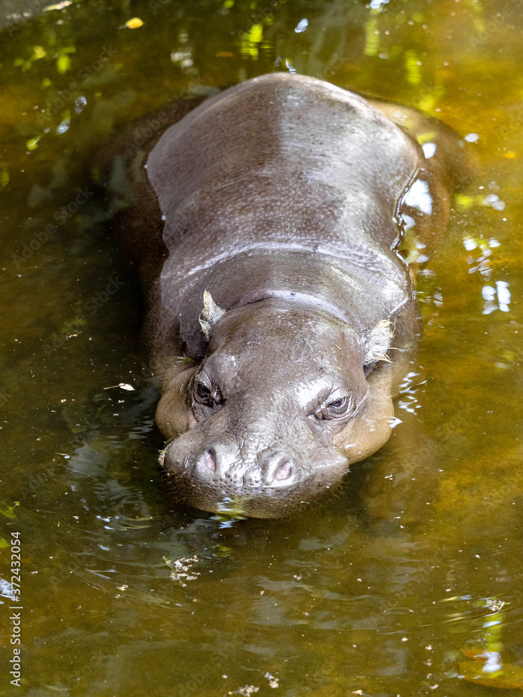 Pygmy hippopotamus, Choeropsis liberiensis, lives secretly in nature, resting in water in the picture