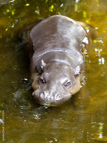Obraz na płótnie Pygmy hippopotamus, Choeropsis liberiensis, lives secretly in nature, resting in water in the picture w salonie