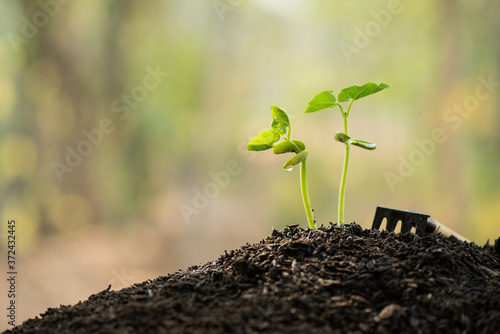 shovel with sapling for planting in home garden, gardening. copy space, gardening or planting concept. spring planting. early seedlings grown from seeds. agriculture. green nature bokeh background.