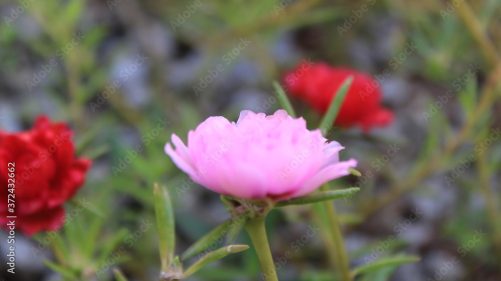 red poppy flowers