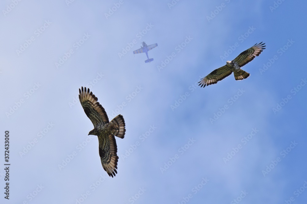 Bussarde und Flugzeug an einem blauen Himmel Bussarde und Flugzeug an einem blauen Himmel