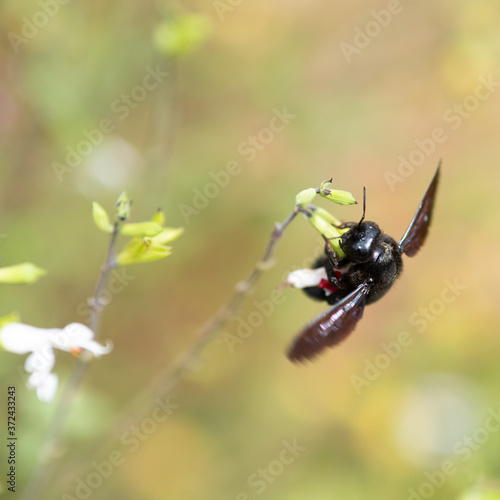 blue-black carpenter bee © Danny Collewaert