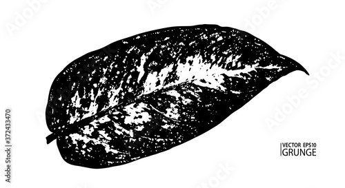 Grunge leaf. Tropical foliage. Tropic flora. Dieffenbachia leaf. Houseplants. Rainforest exotic nature. Dieffenbachia seguine leaf.
